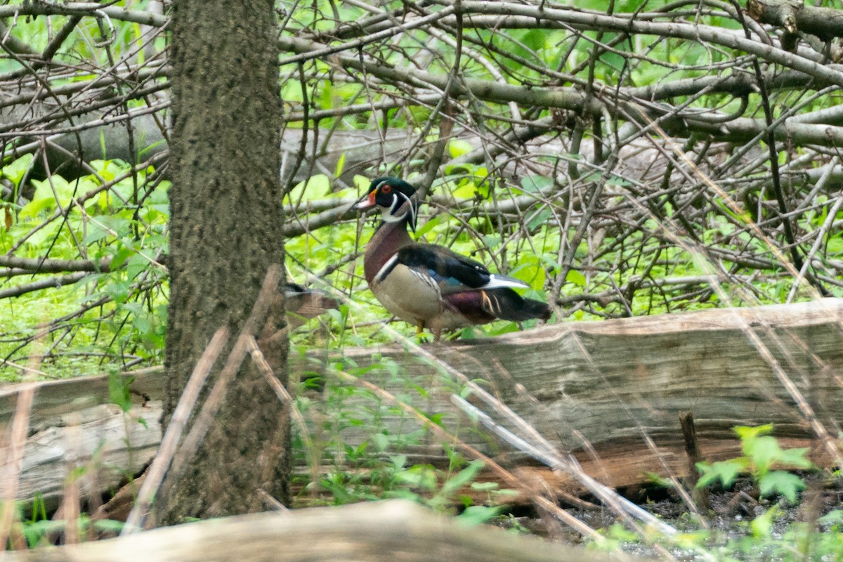 Wood Duck - ML641403553