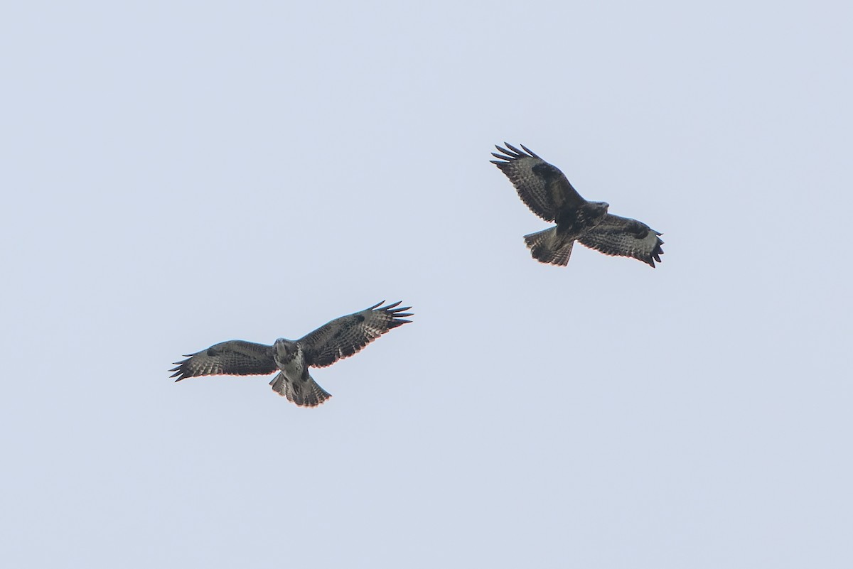 Common Buzzard - ML641403554