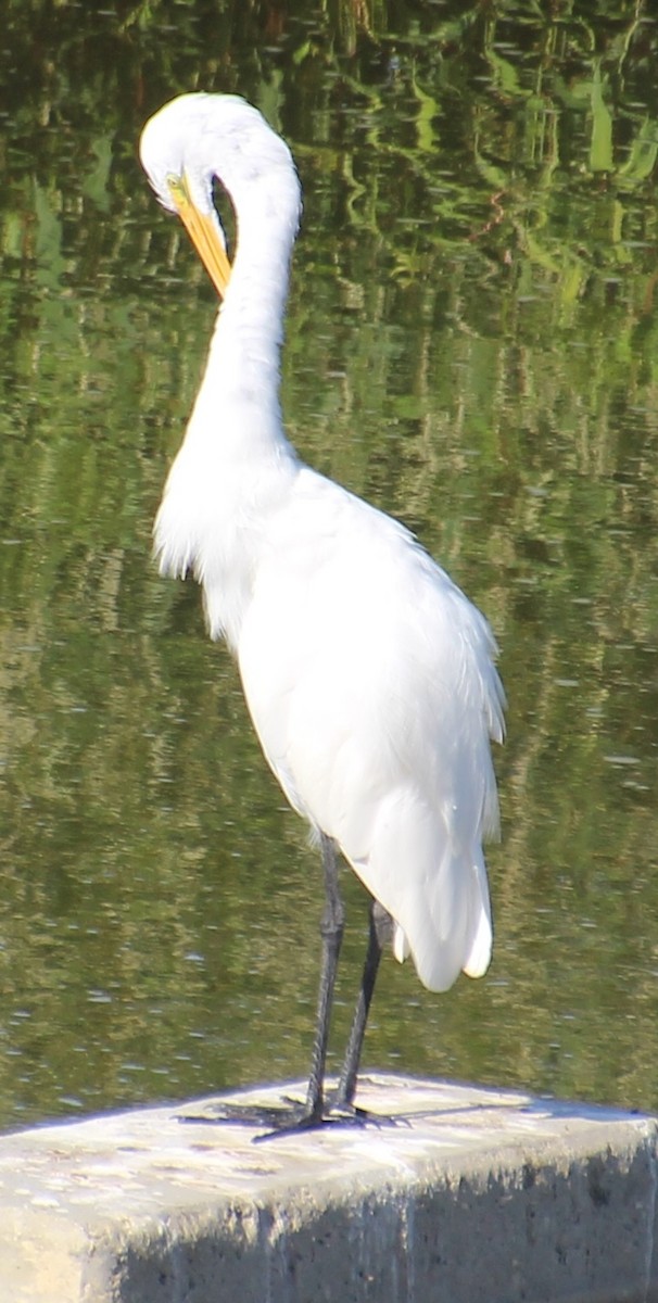 Great Egret - ML641403556