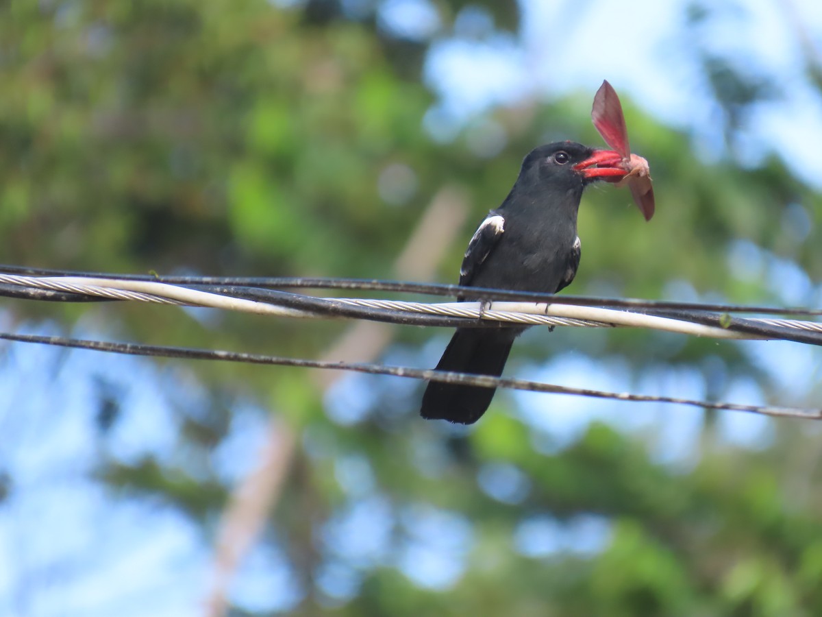 Black Nunbird - ML641403557
