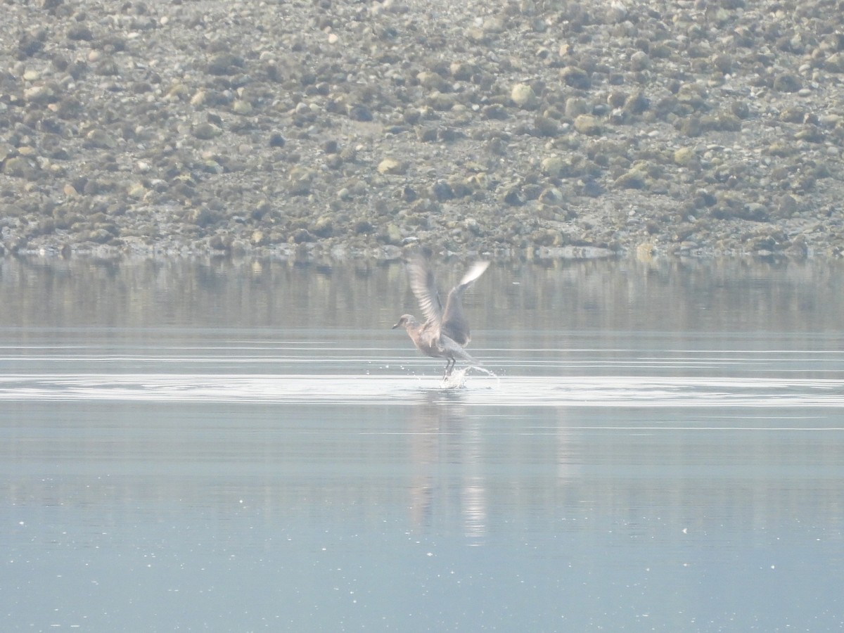 Larus sp. - ML641403558