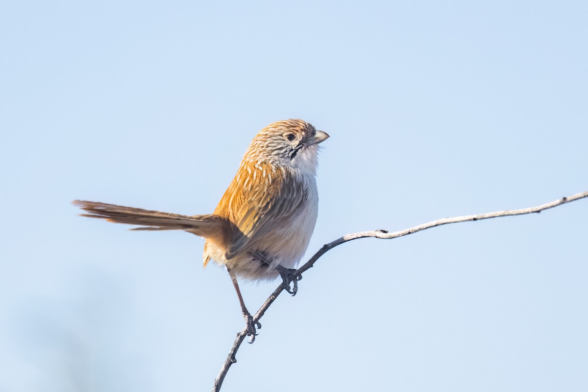 Eyrean Grasswren - ML641403559