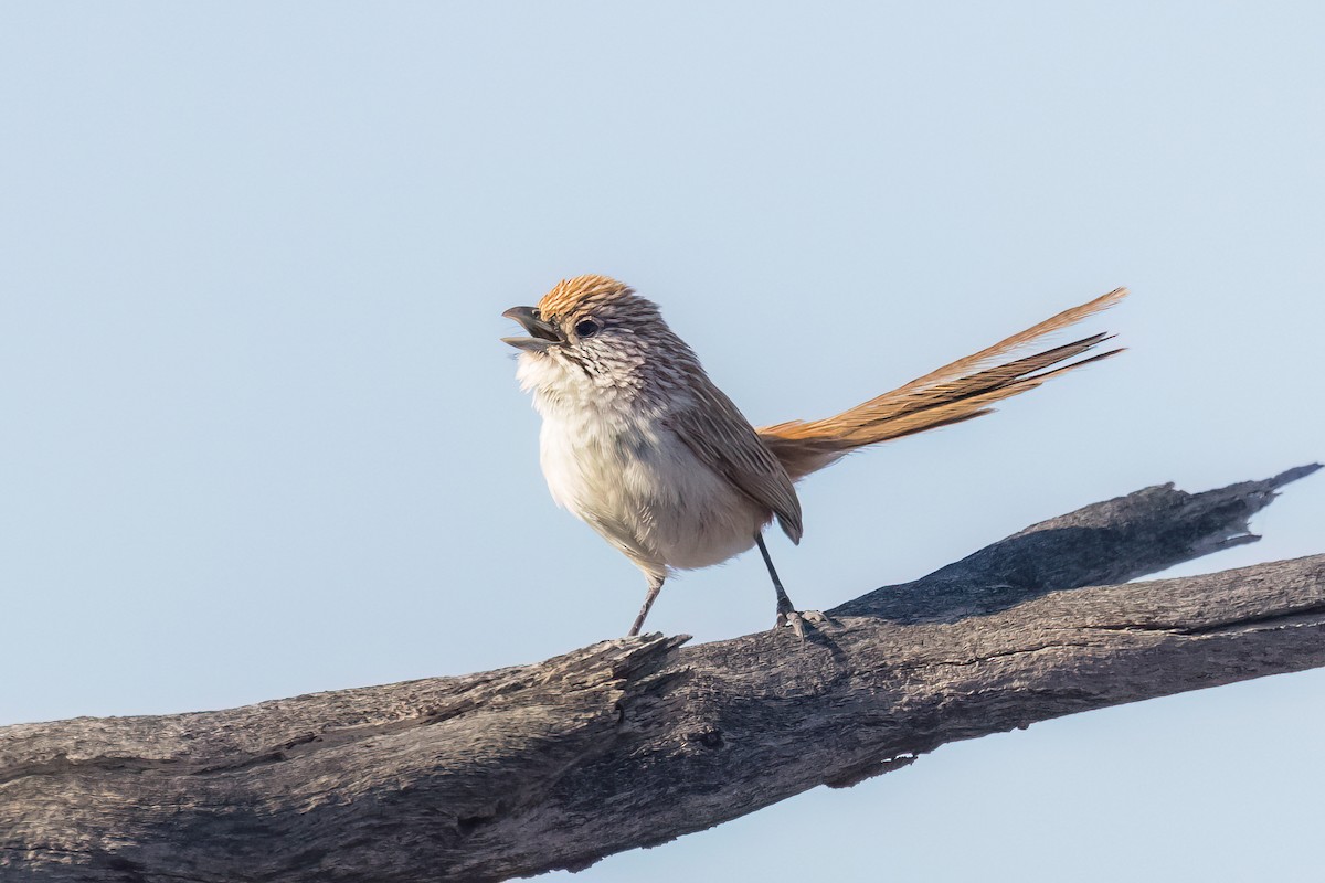 Eyrean Grasswren - ML641403560