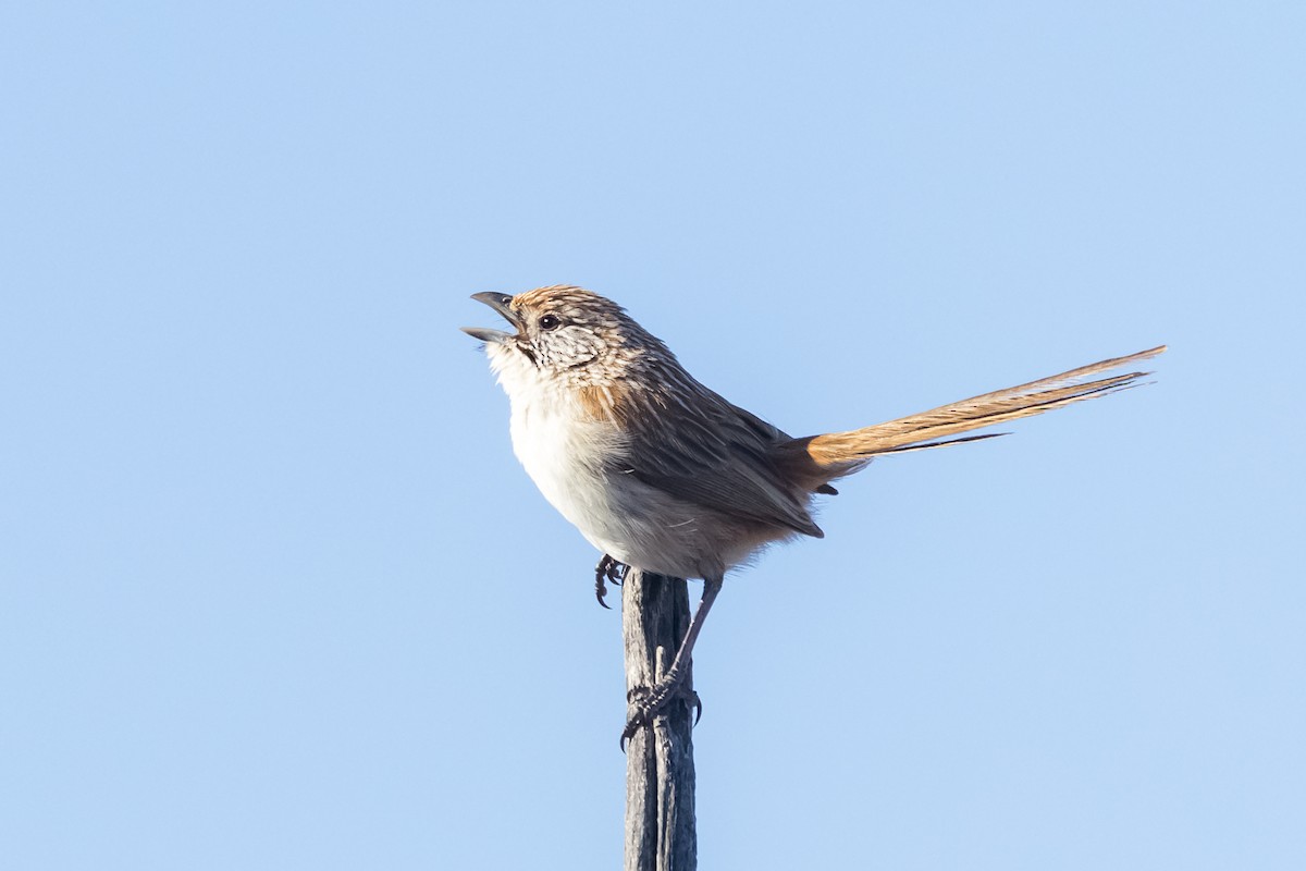 Eyrean Grasswren - ML641403561