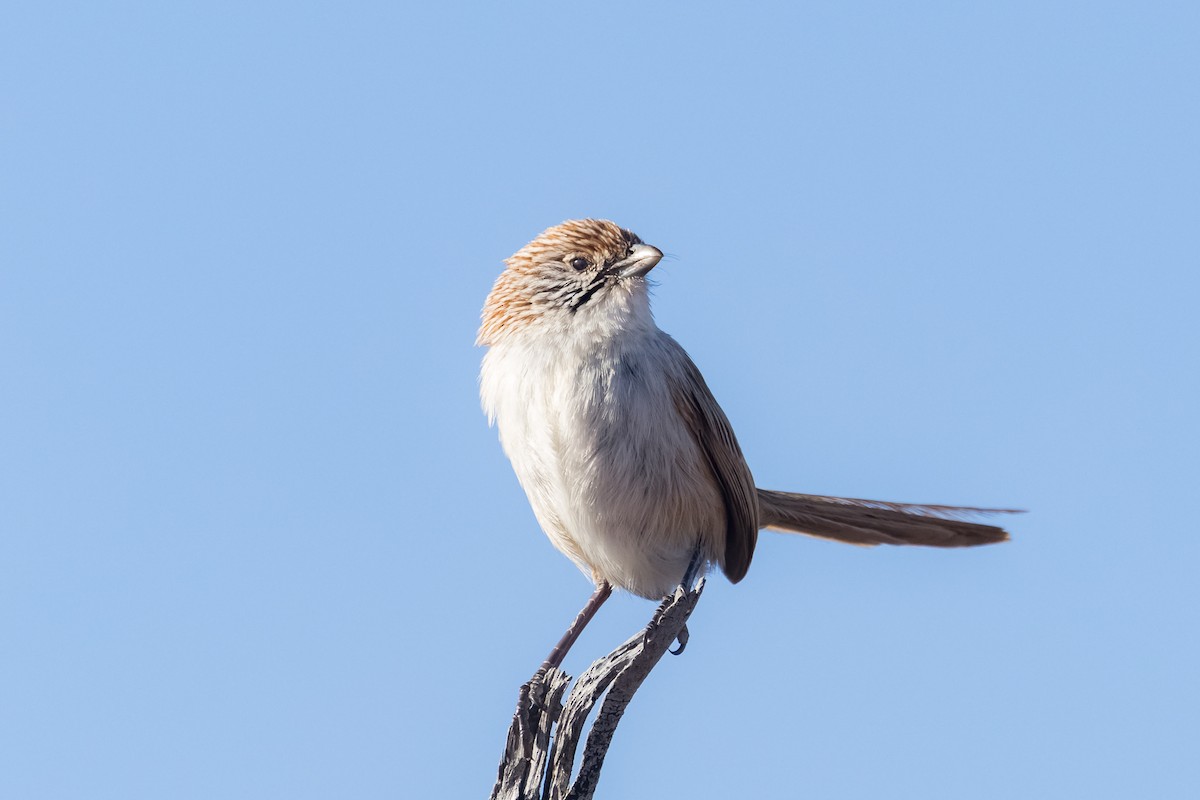 Eyrean Grasswren - ML641403562