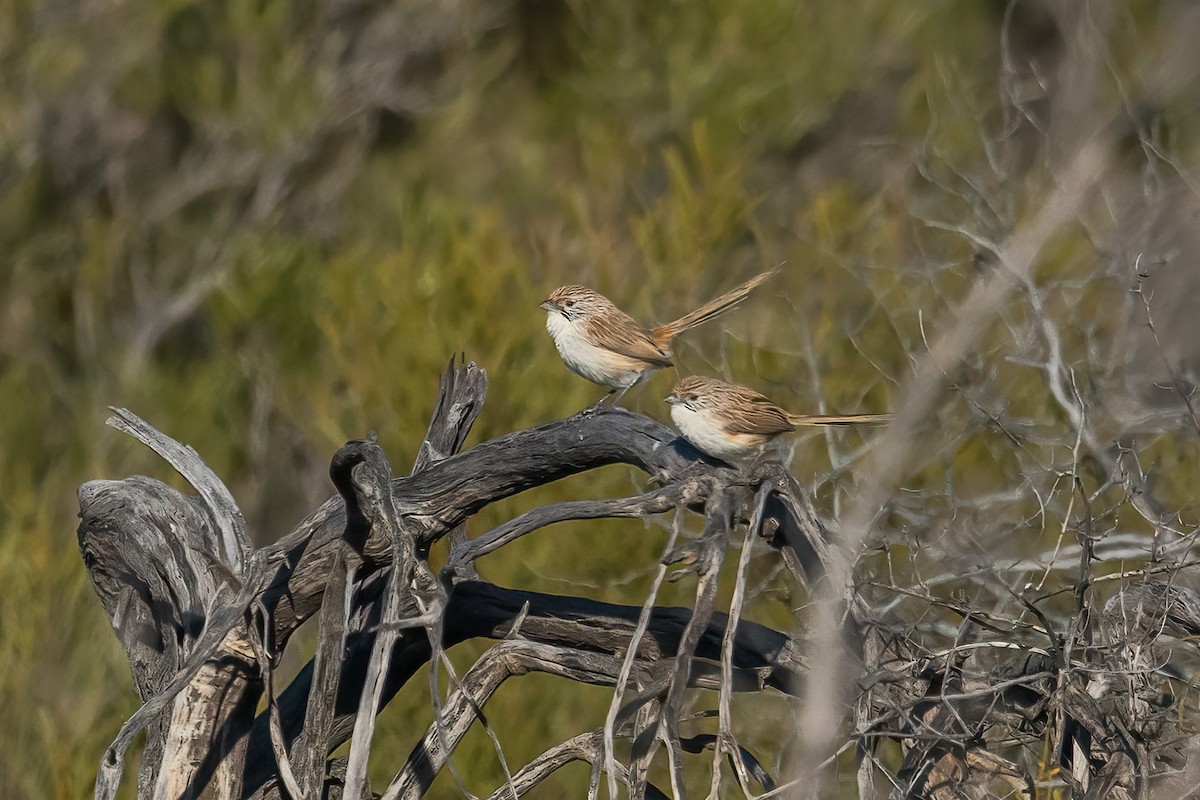 Eyrean Grasswren - ML641403563
