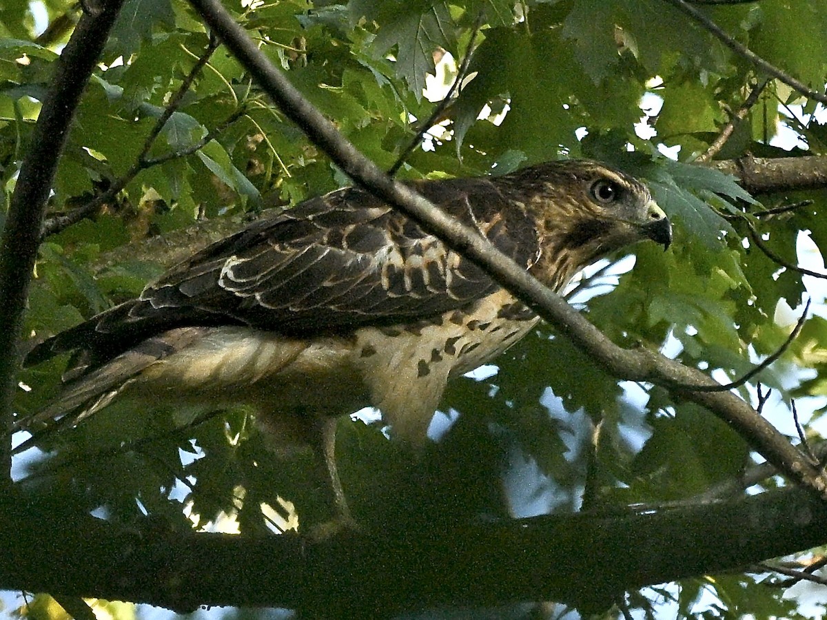Broad-winged Hawk - ML641403567