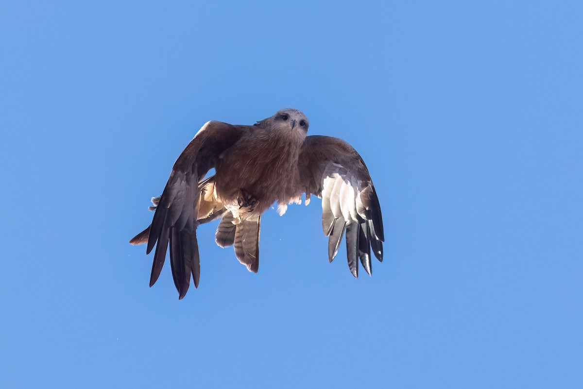 Black Kite - ML641403568