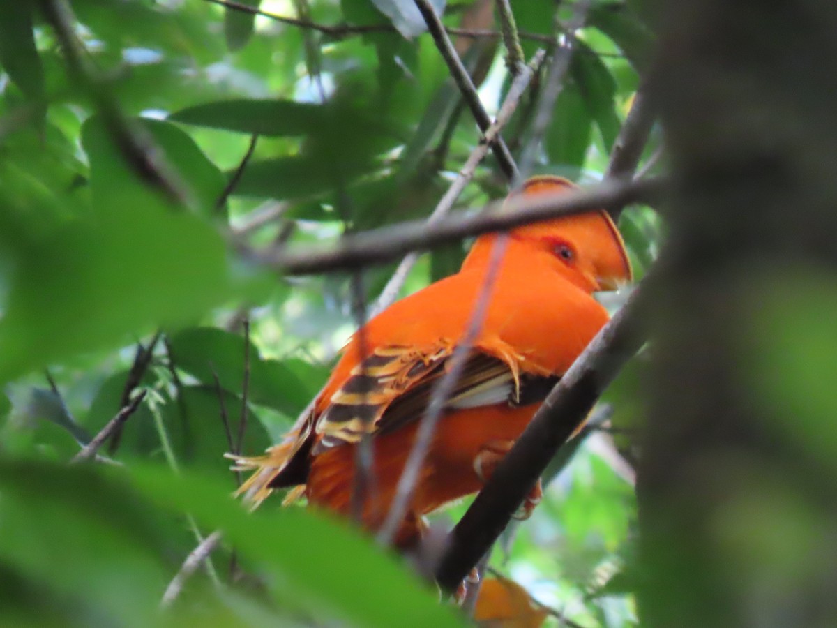 Guianan Cock-of-the-rock - ML641403569
