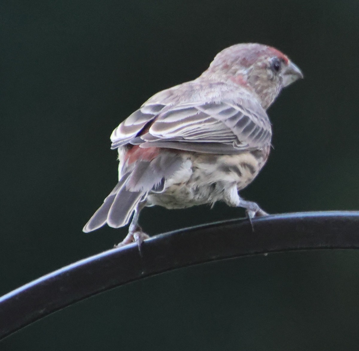 House Finch - ML641403570
