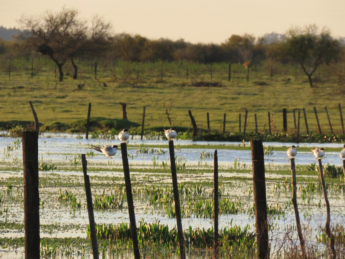 Large-billed Tern - ML641403573