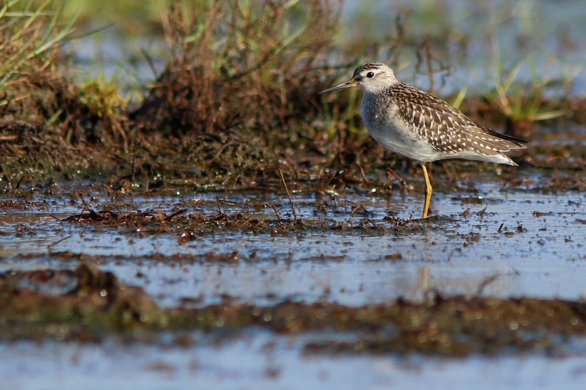 Wood Sandpiper - ML641403579