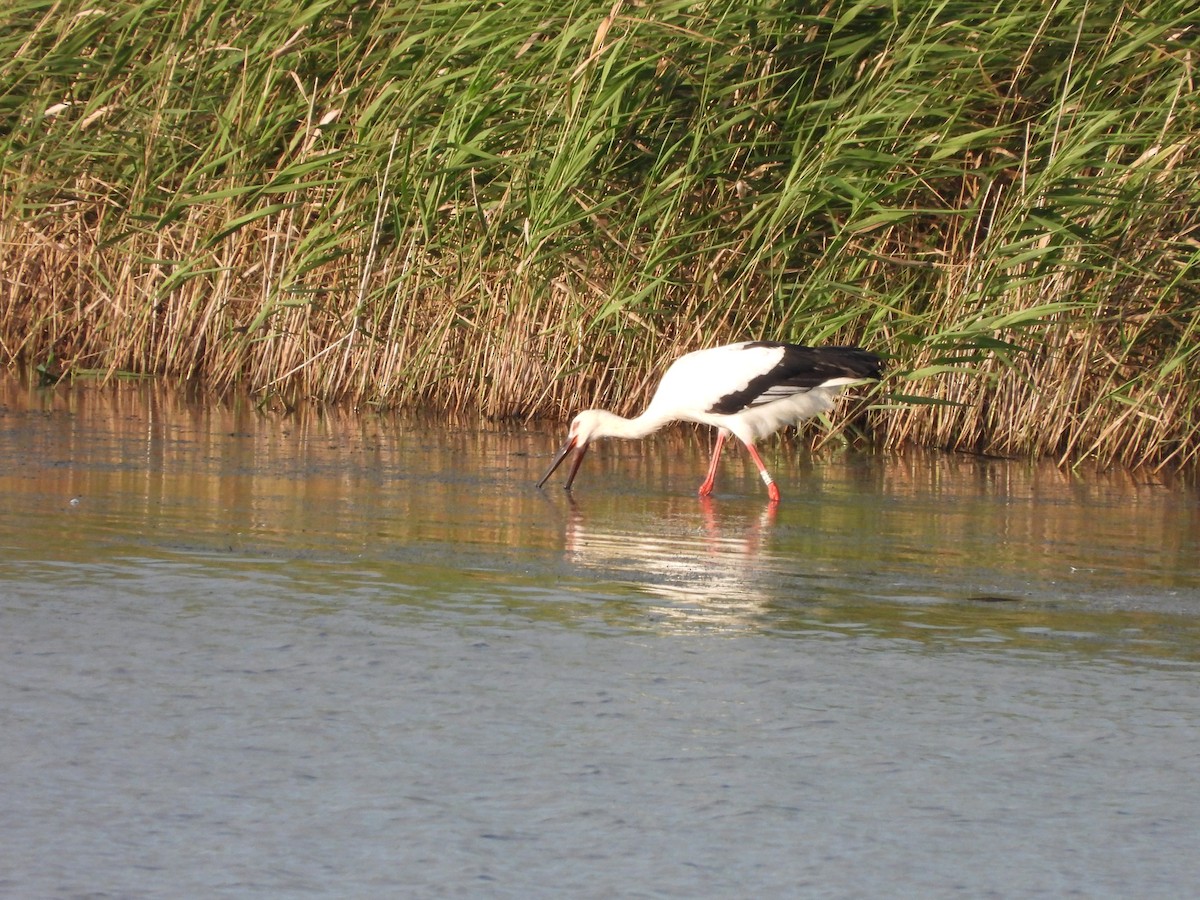 Schwarzschnabelstorch - ML641403583