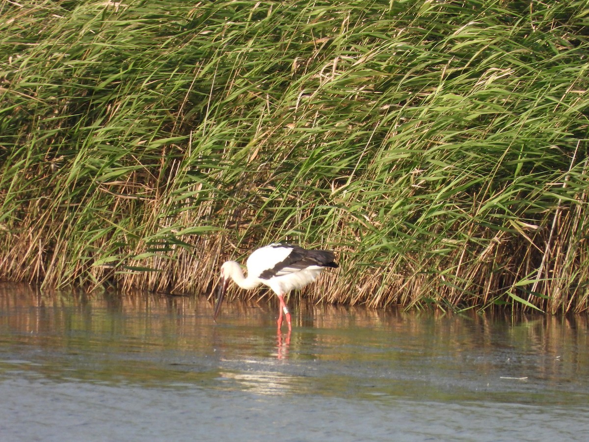 Schwarzschnabelstorch - ML641403584