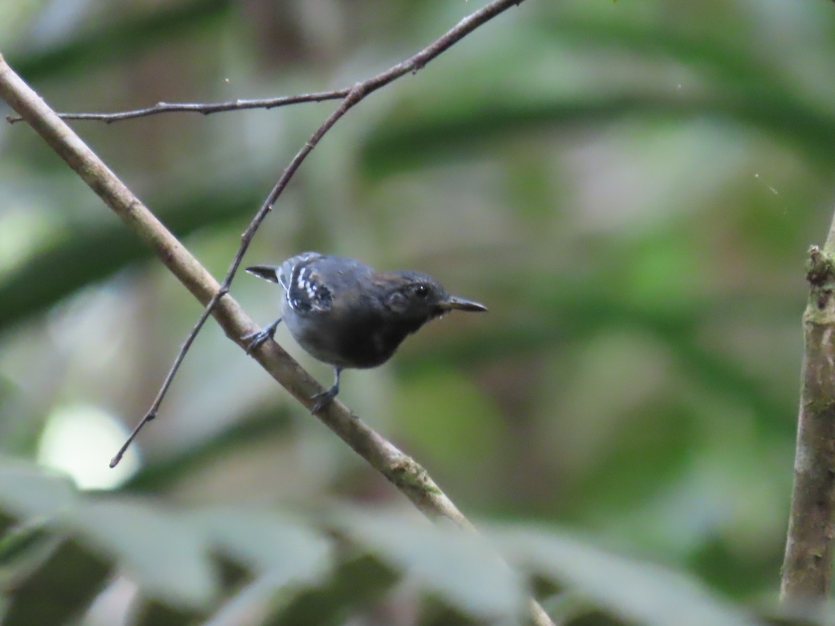 Long-winged Antwren - ML641403603