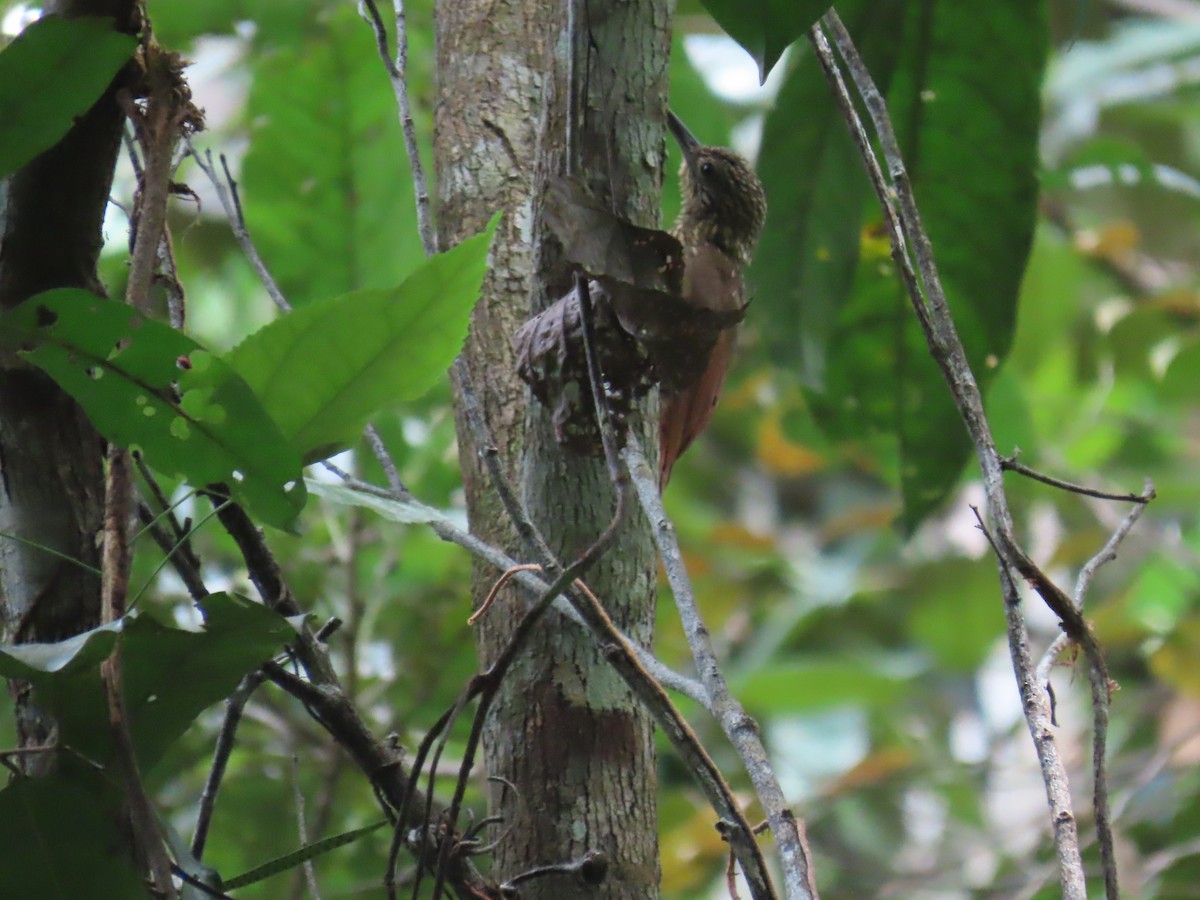 Chestnut-rumped Woodcreeper - ML641403606
