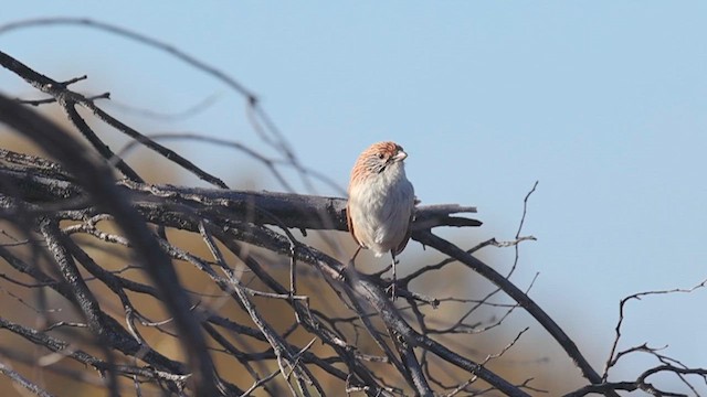 Eyrean Grasswren - ML641403609