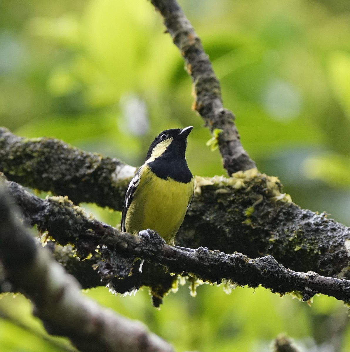 Elegant Tit - ML641403614