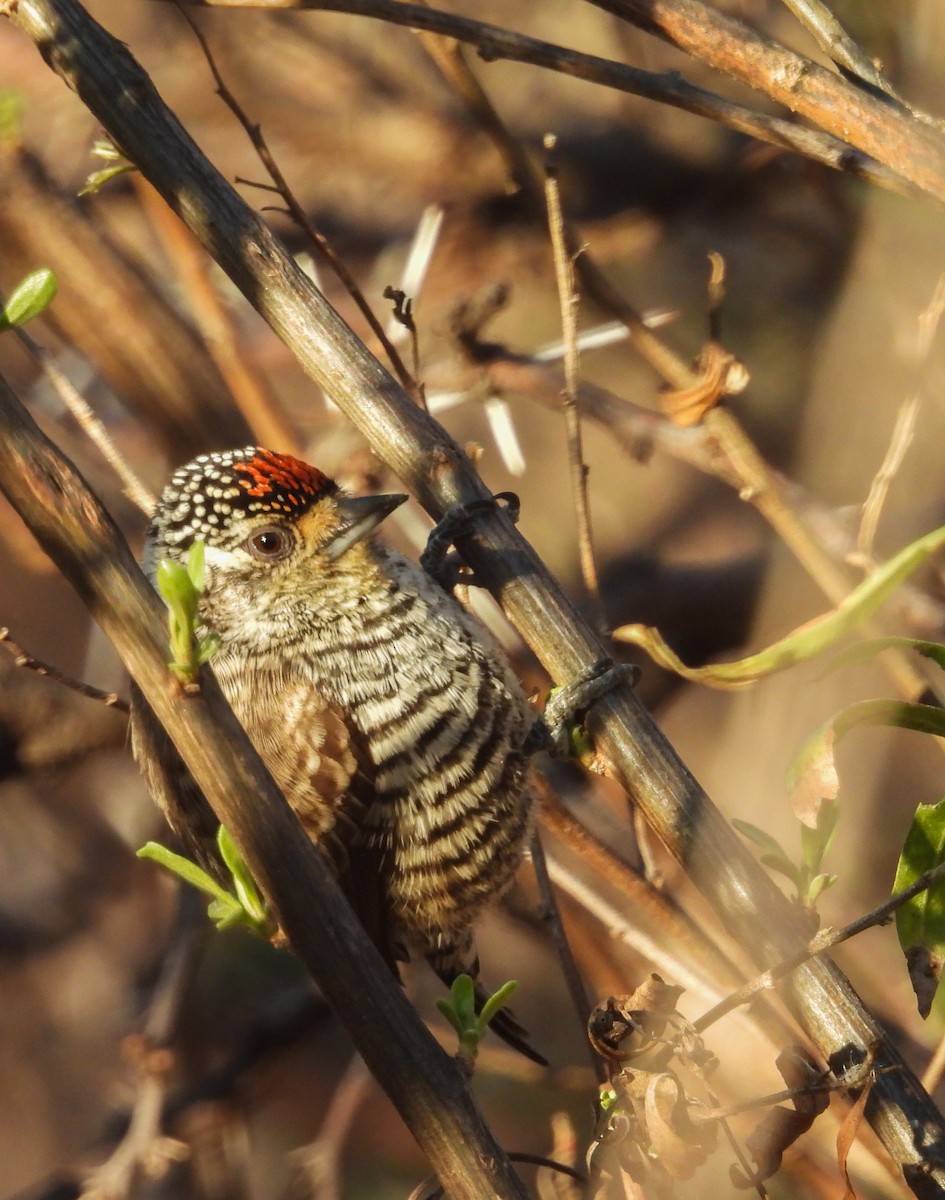 White-barred Piculet - ML641403618