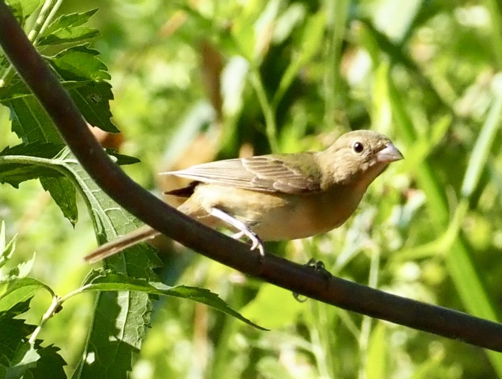 Painted Bunting - ML641403631