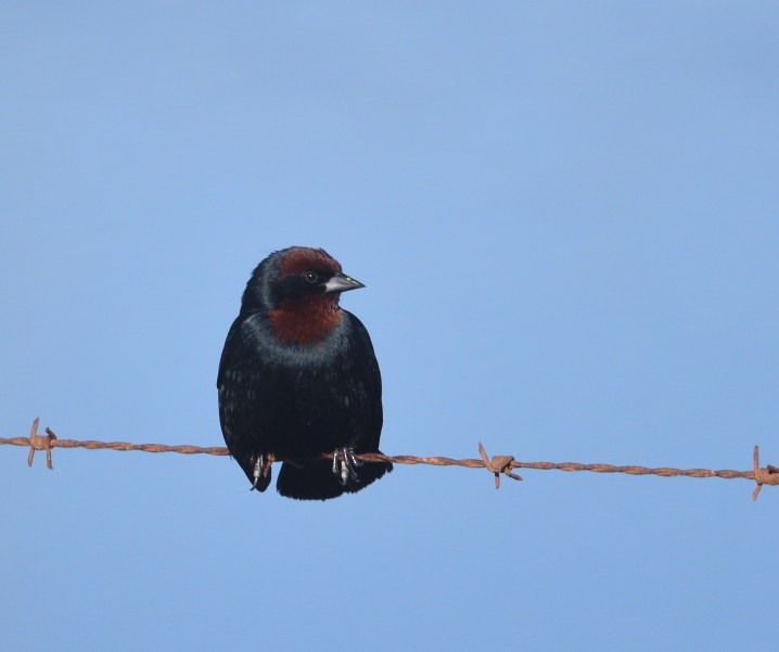 Chestnut-capped Blackbird - ML641403632