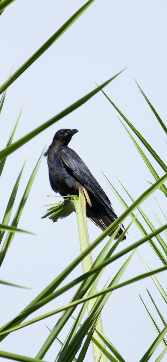 Fish Crow - ML641403633