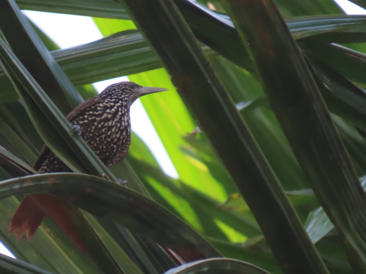 Point-tailed Palmcreeper - ML641403636