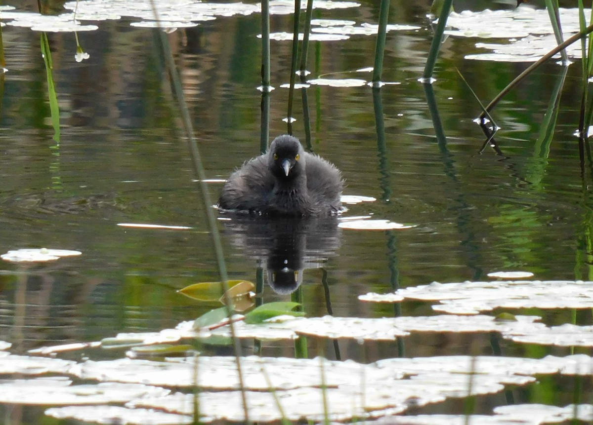 Least Grebe - ML641403642