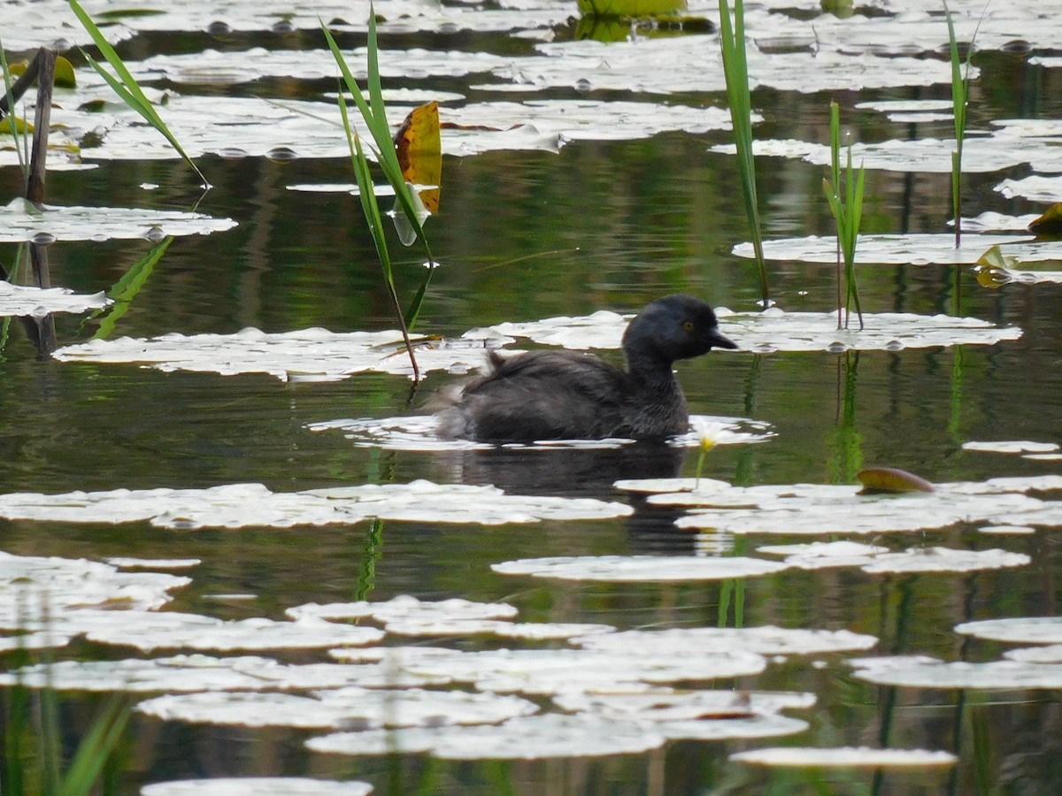 Least Grebe - ML641403643