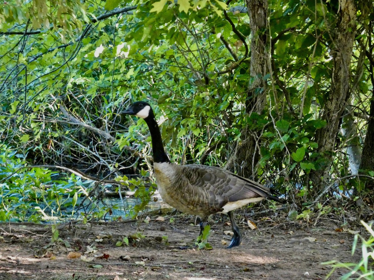 Branta kanadar handia - ML641403646