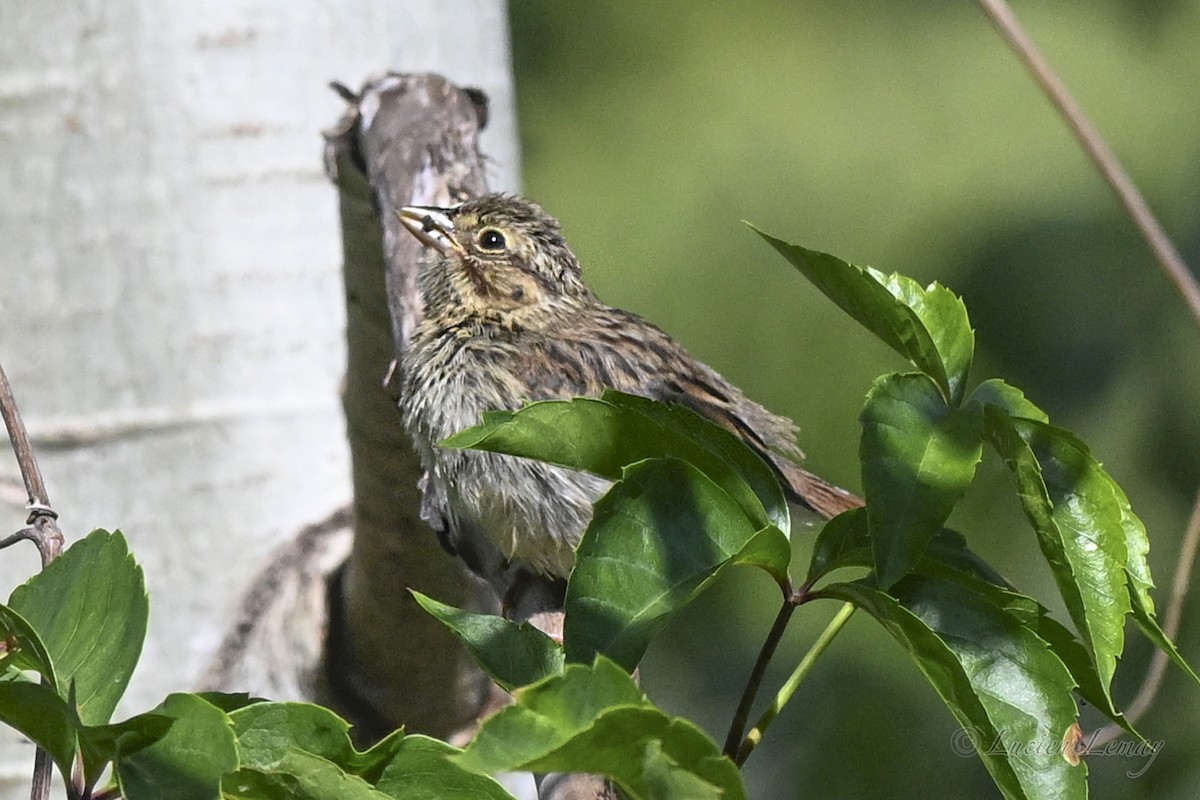 Song Sparrow - ML641403648