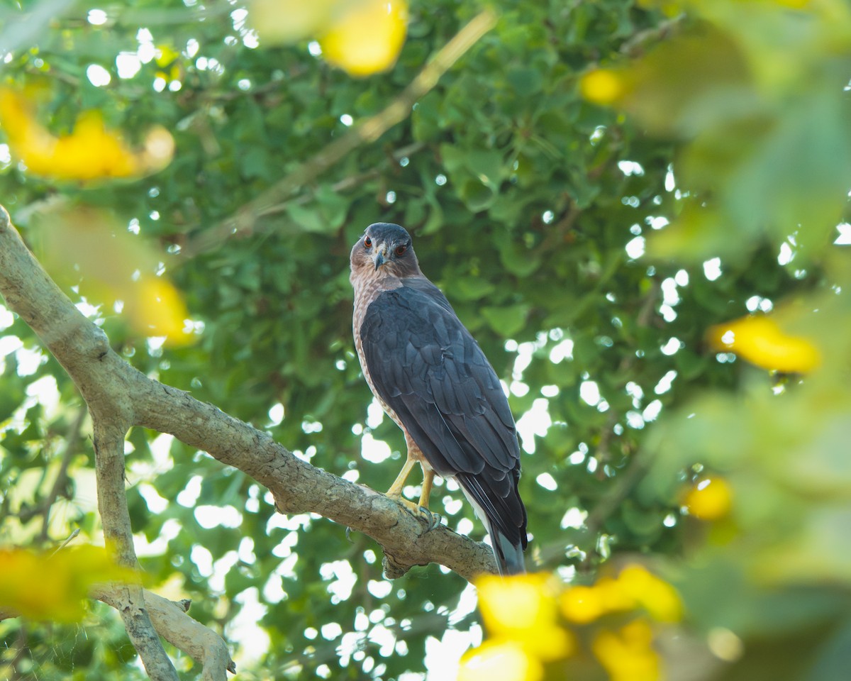 Cooper's Hawk - ML641403663