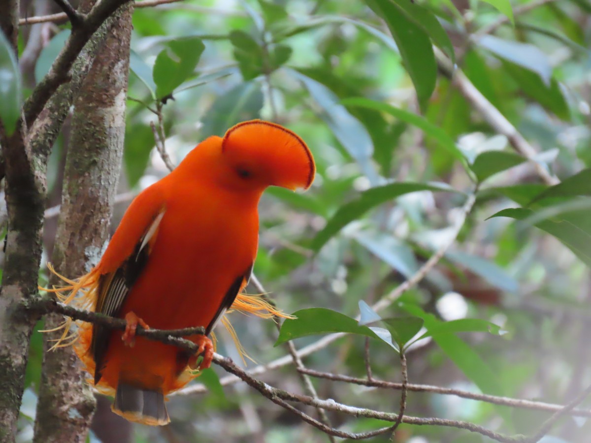 Guianan Cock-of-the-rock - ML641403668