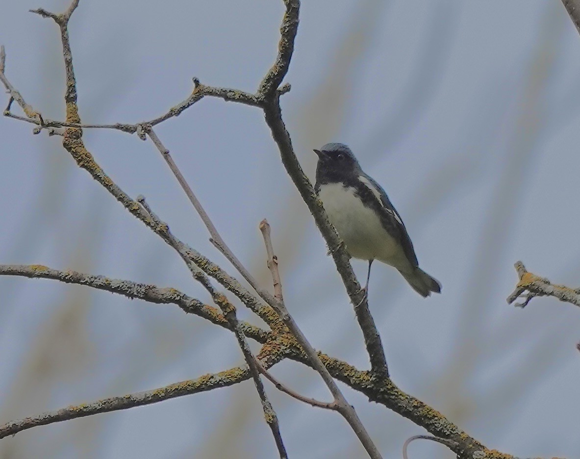 Black-throated Blue Warbler - ML641403672