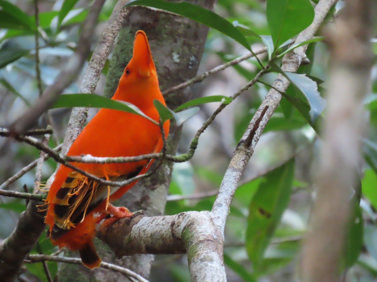 Guianan Cock-of-the-rock - ML641403686