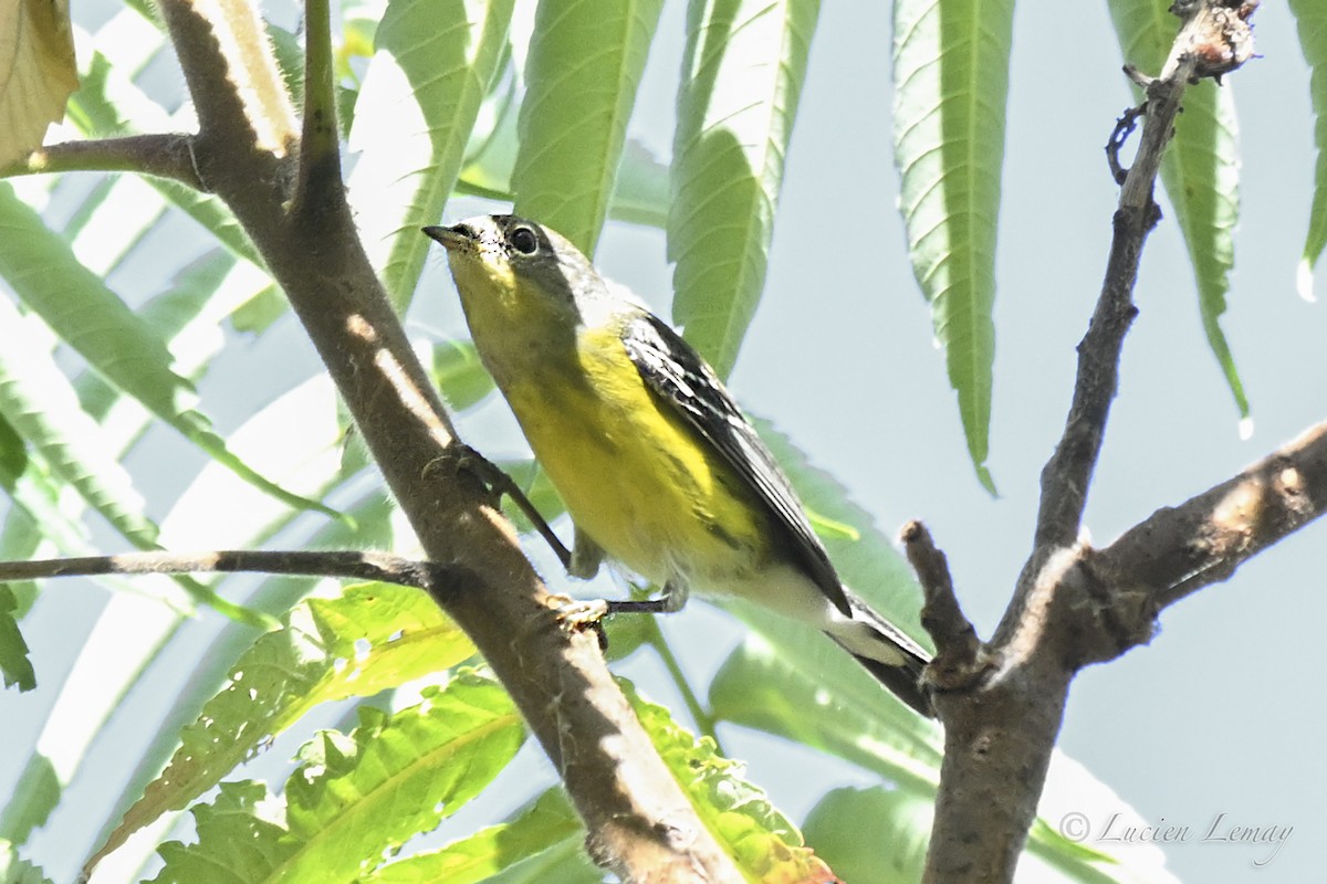 Magnolia Warbler - ML641403687