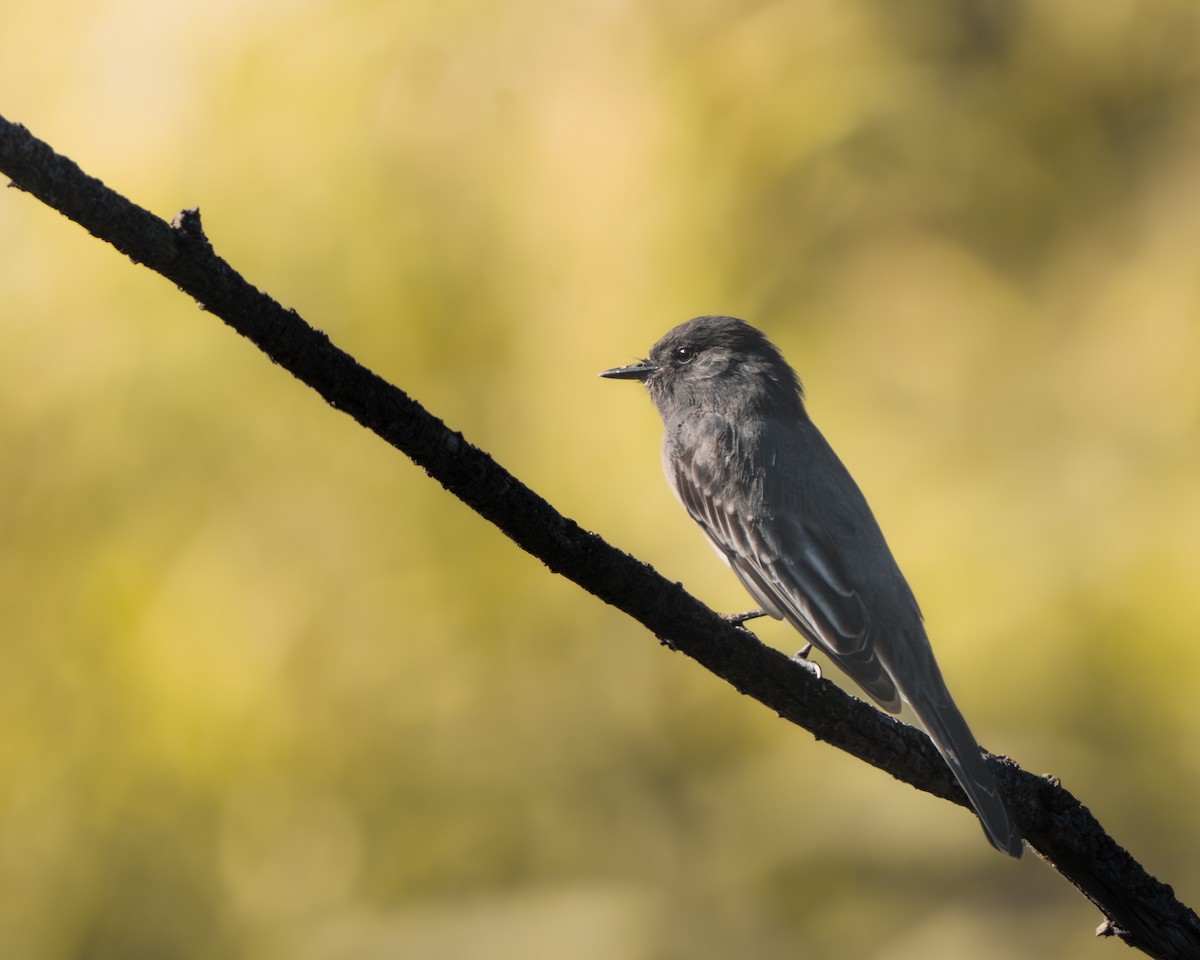 Black Phoebe - ML641403689