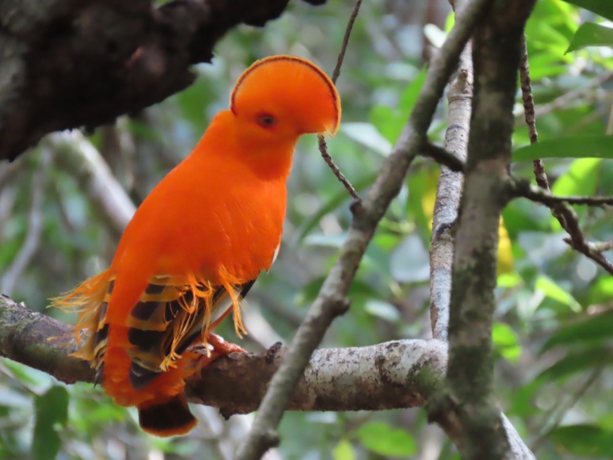 Guianan Cock-of-the-rock - ML641403690