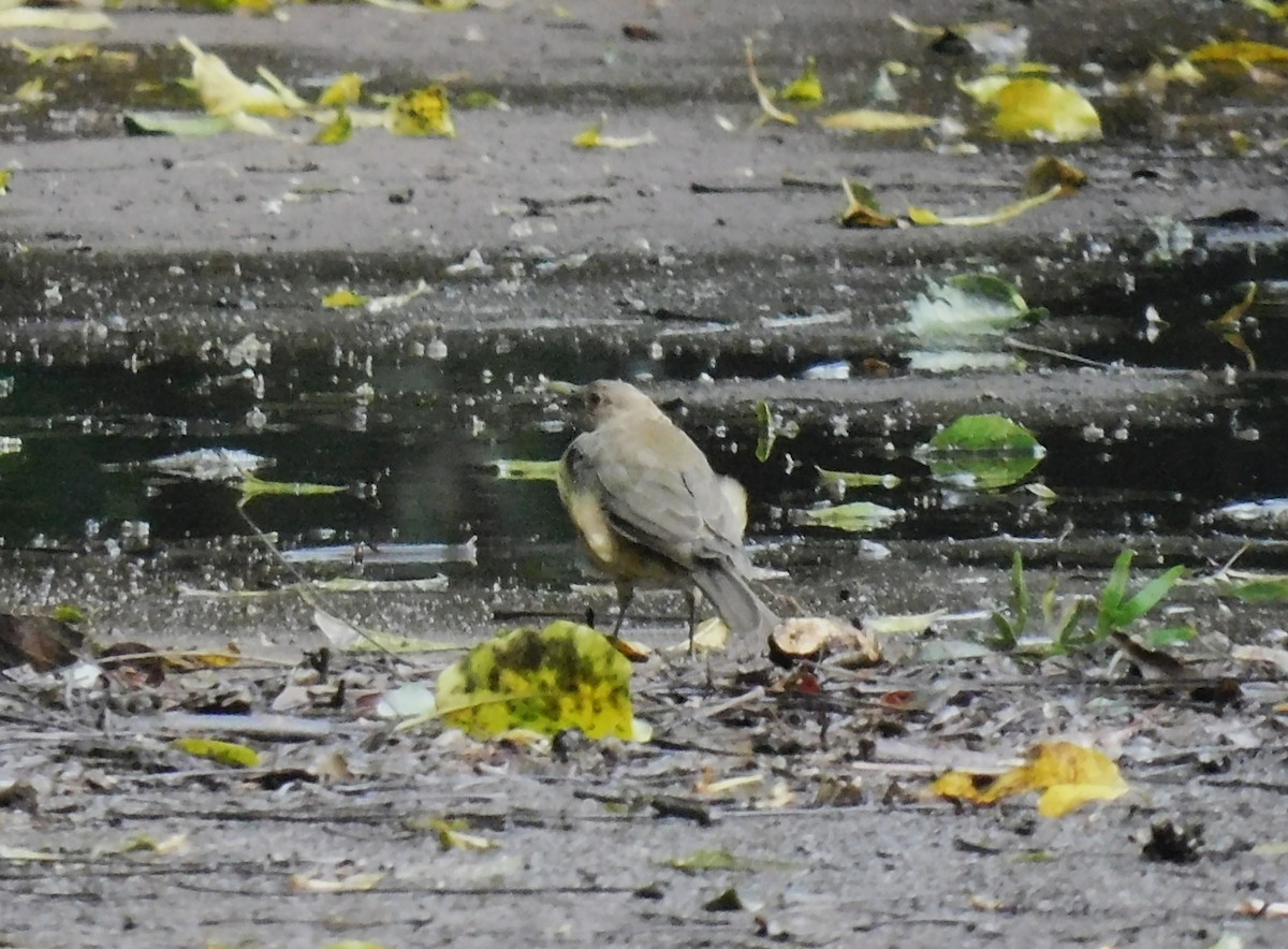 Clay-colored Thrush - ML641403692