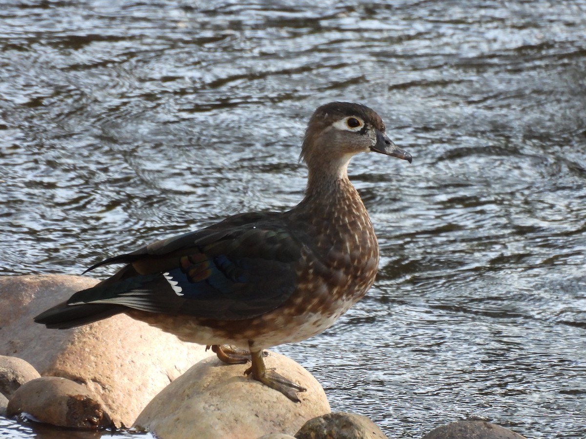 Wood Duck - ML641403693