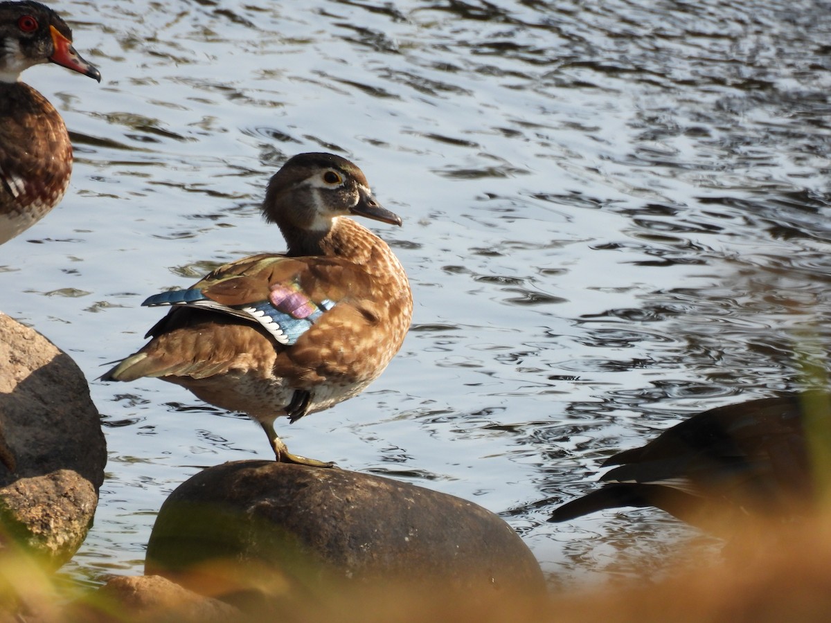 Wood Duck - ML641403694