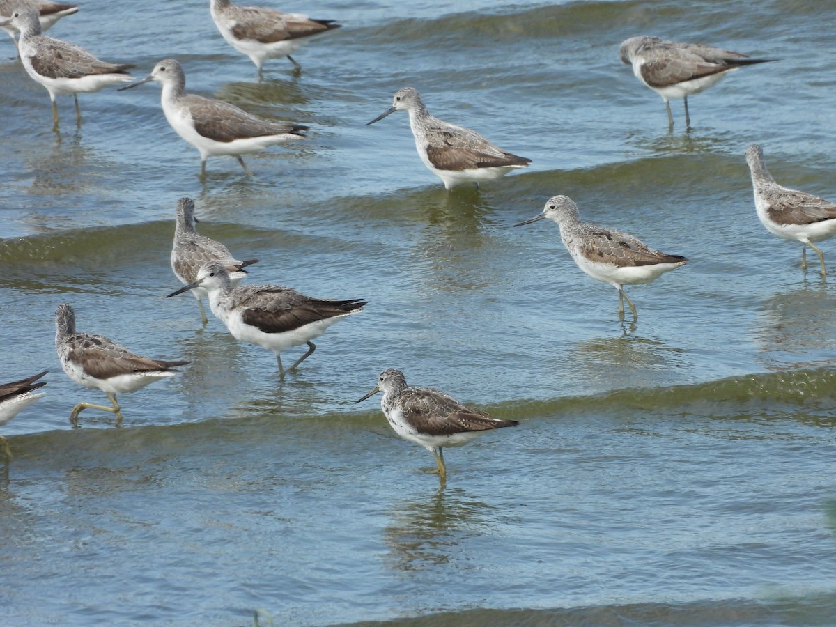 gluttsnipe - ML641403699