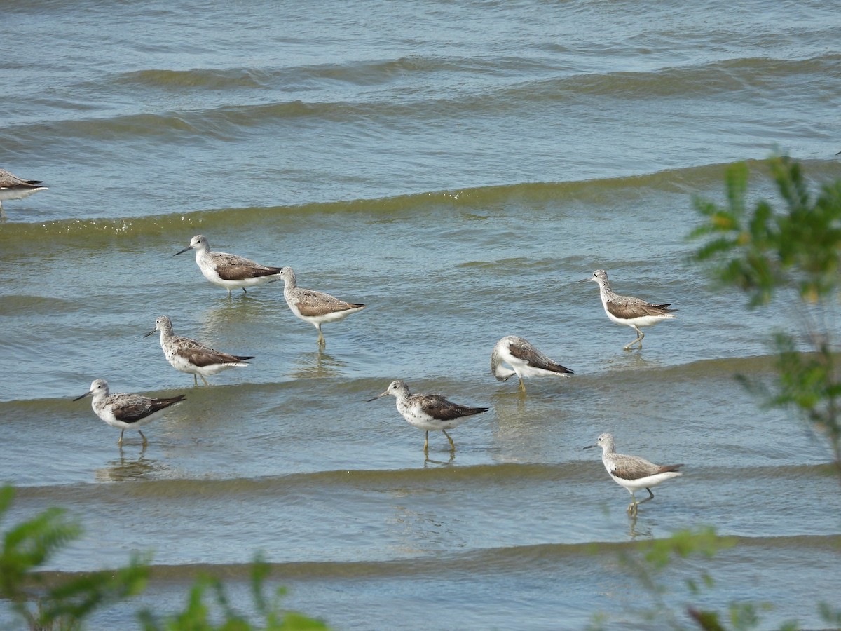 gluttsnipe - ML641403700