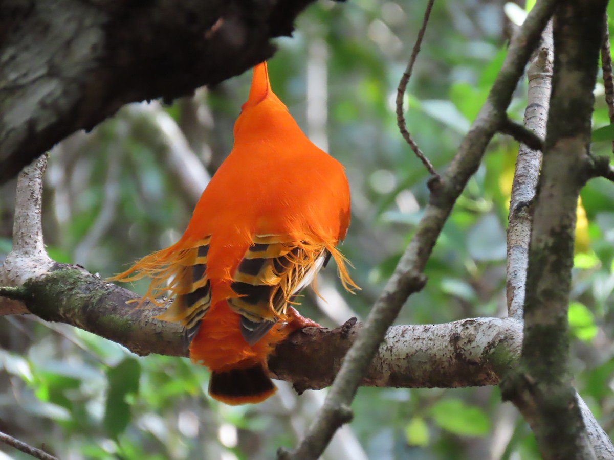 Guianan Cock-of-the-rock - ML641403702
