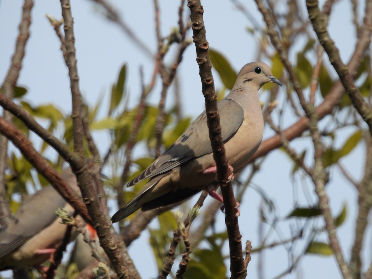 Eared Dove - ML641403703