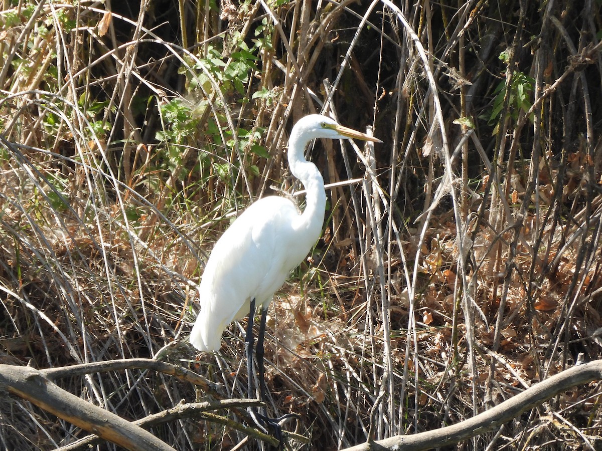 Great Egret - ML641403712