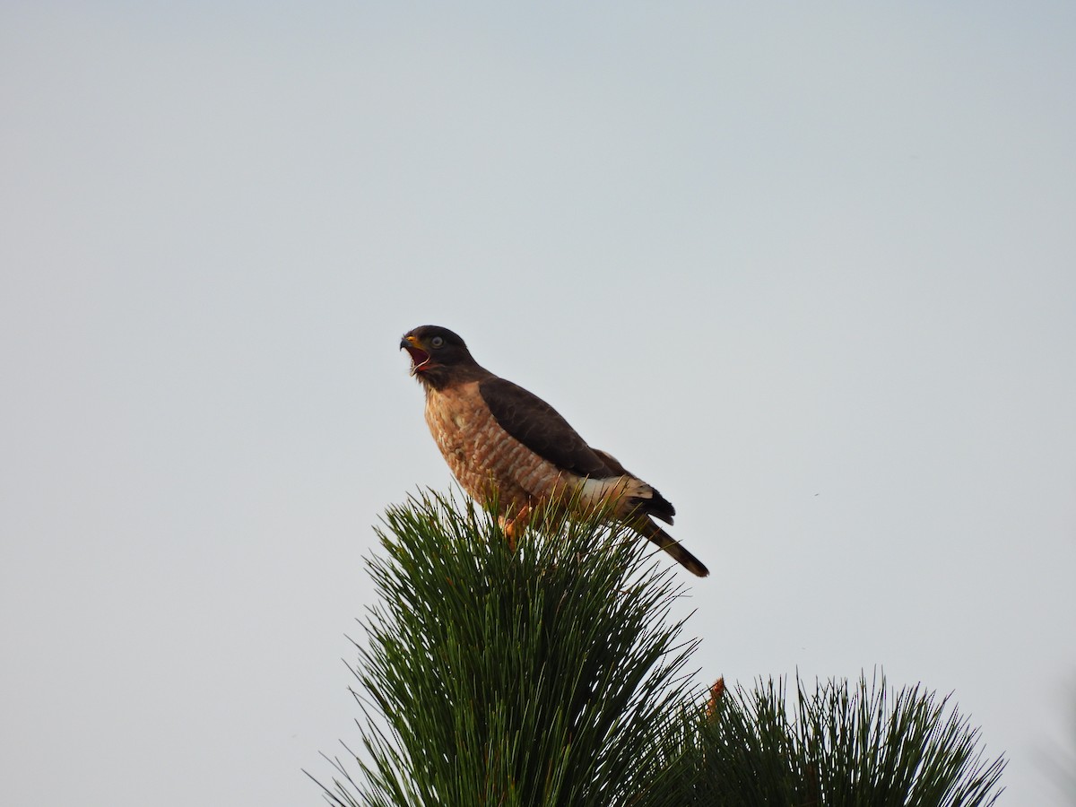Roadside Hawk - ML641403720