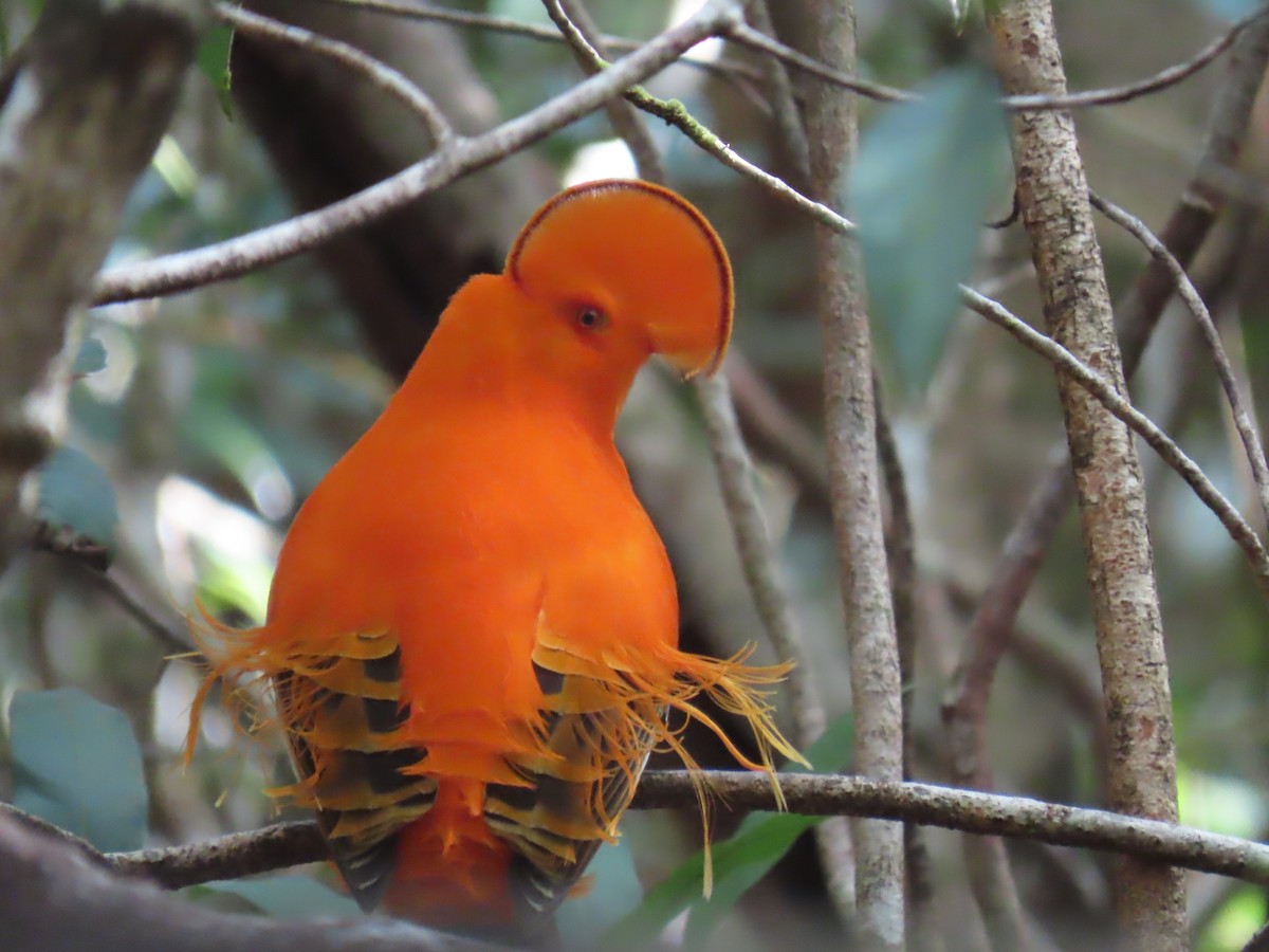 Guianan Cock-of-the-rock - ML641403726