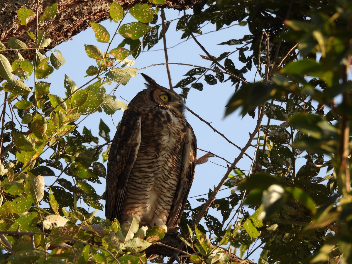 Great Horned Owl - ML641403727