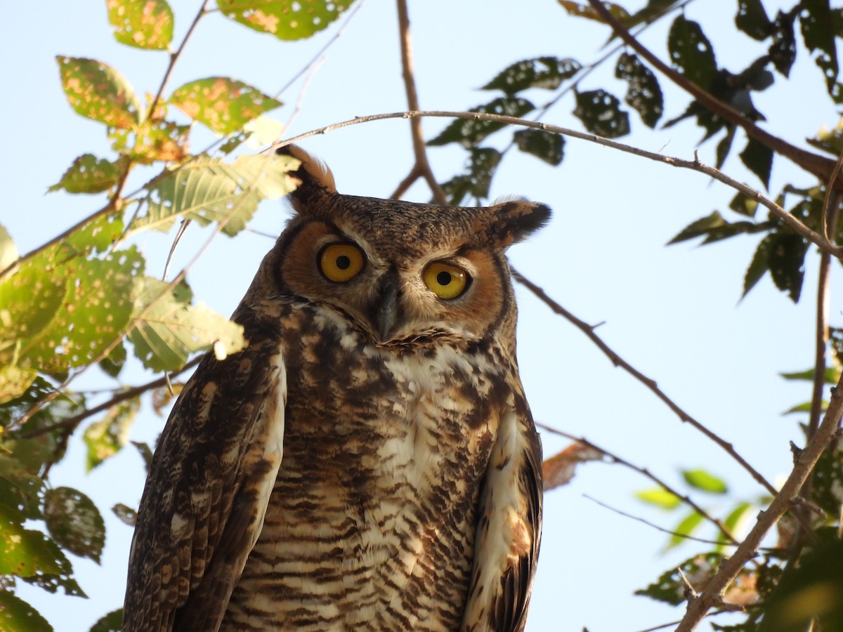 Great Horned Owl - ML641403728